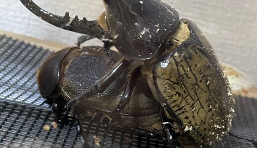 ヘラクレスオオカブト♂羽化！しかし反省ポイントも… | クワカブ飼育録 