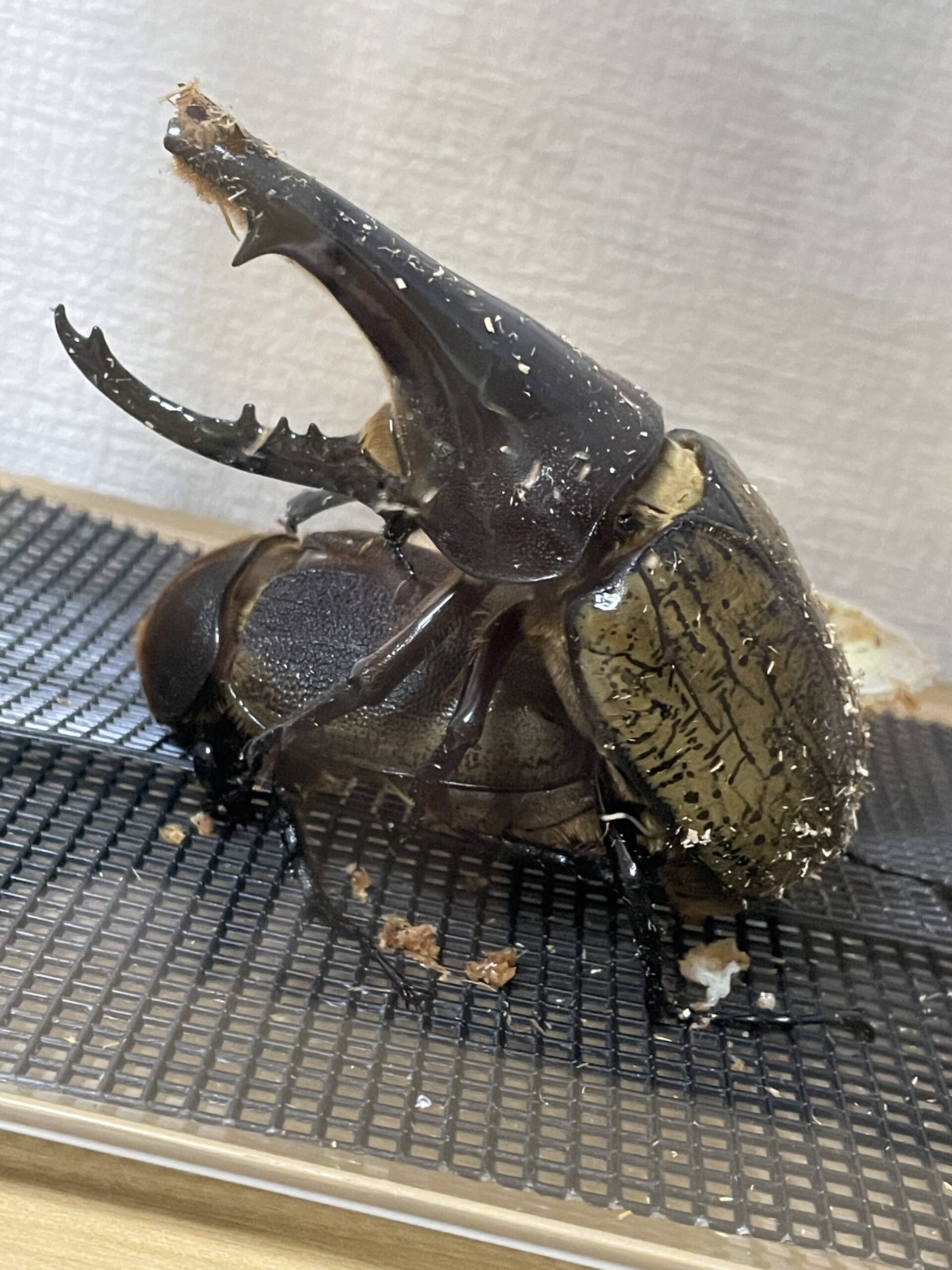 ☆ごんた☆　優良血統ＤＨヘラクレス　ペア１３８ｍｍ×♀６５ｍｍ前後　　２３ 新作入荷，人気 DHヘラクレスペアセット！148.2×69.5ミリ