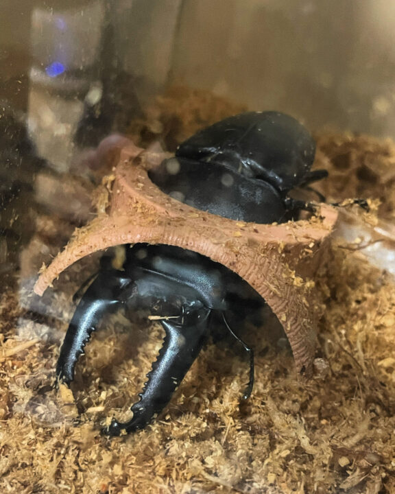 パラワンオオヒラタペア 100.2ミリペア 24-③