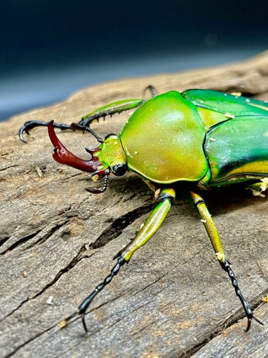 シュルツサスマタカナブン飼育録 産卵、孵化まで | クワカブ飼育録あkira