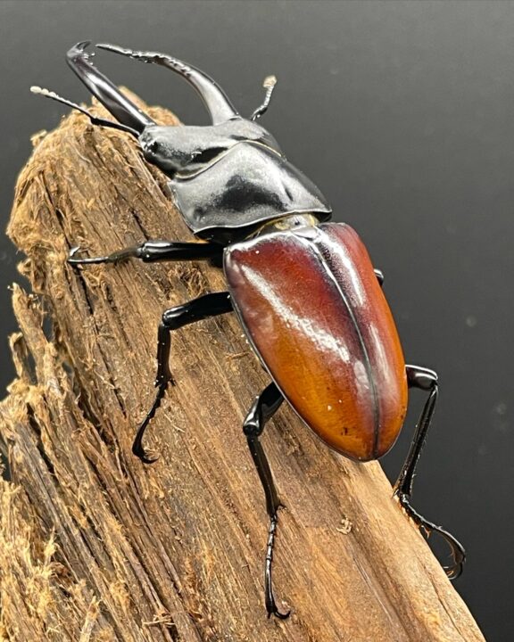 アローコクワガタ ベトナム コンツム産 NESiA ONLINE SHOP ⁄ 成虫ペアアローコクワガタベトナム