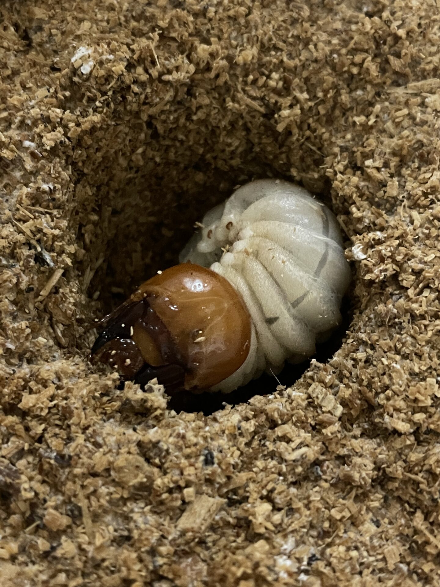 パラワンオオヒラタクワガタ ボトル交換1回目! | クワカブ飼育 パラワンオオヒラタクワガタ ボトル交換1回目! | クワカブ飼育