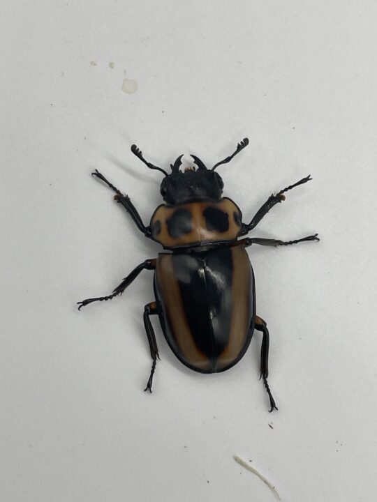 メンガタクワガタ(メリー：カメルーン産) 幼虫5頭【レア累代のWF1！！】 メリーメンガタクワガタの飼育方法｜ペアリングから幼虫管理まで | 六