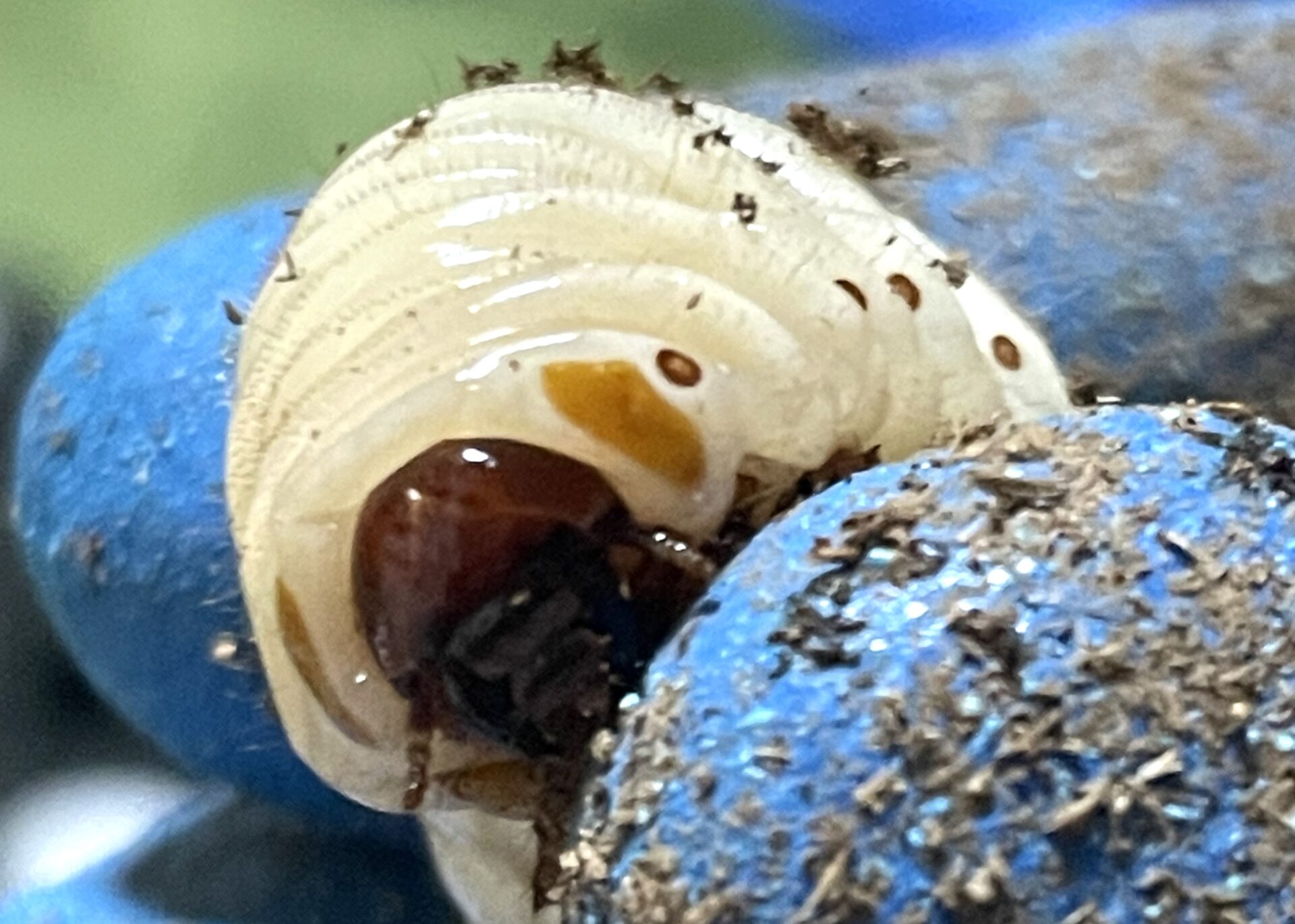 使い古しマットでもしっかり成長！シュルツサスマタカナブンのマット