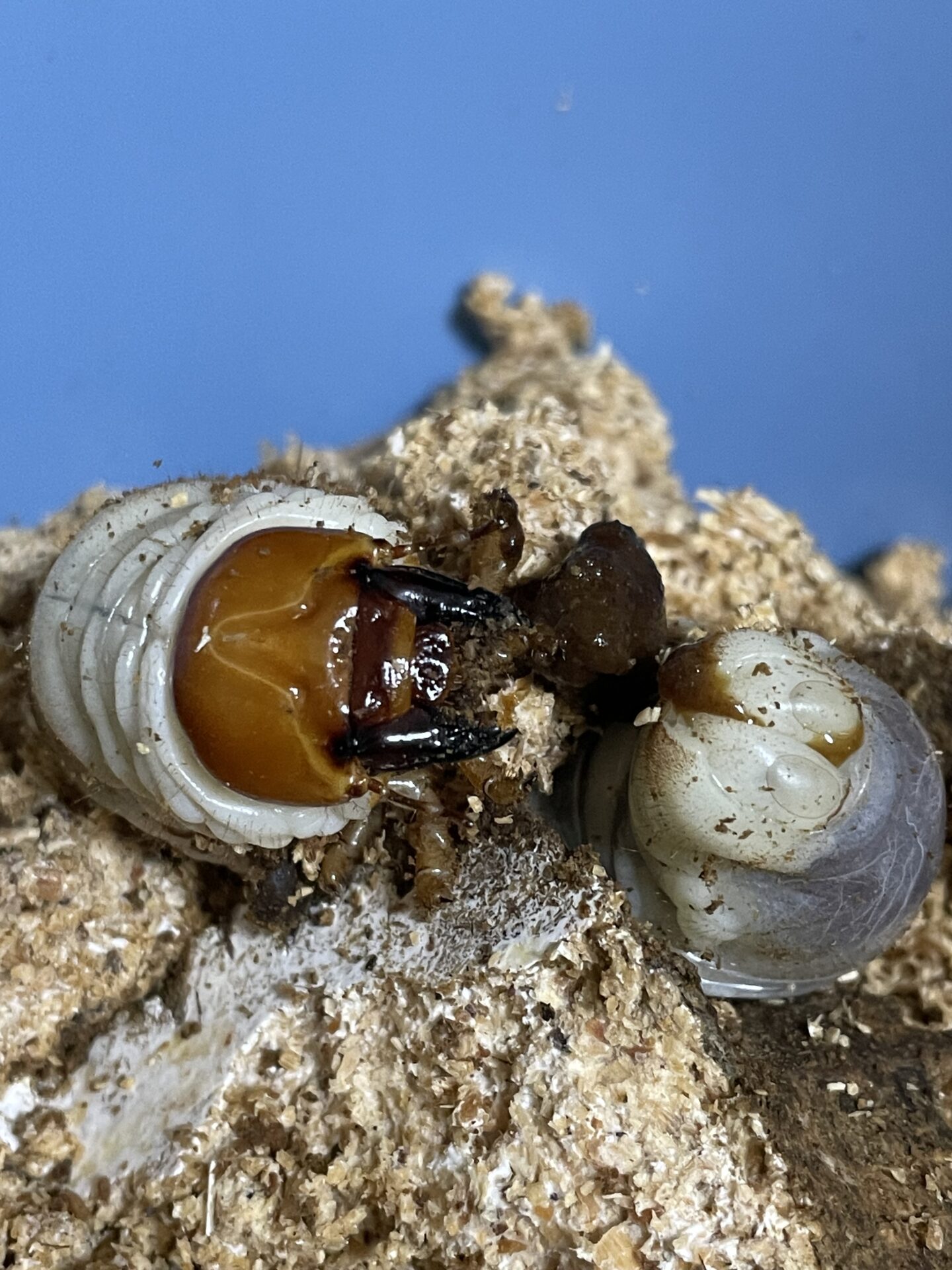 パラワンオオヒラタクワガタ、ボトル交換2回目! | クワカブ飼育 パラワンオオヒラタクワガタ、ボトル交換2回目! | クワカブ飼育