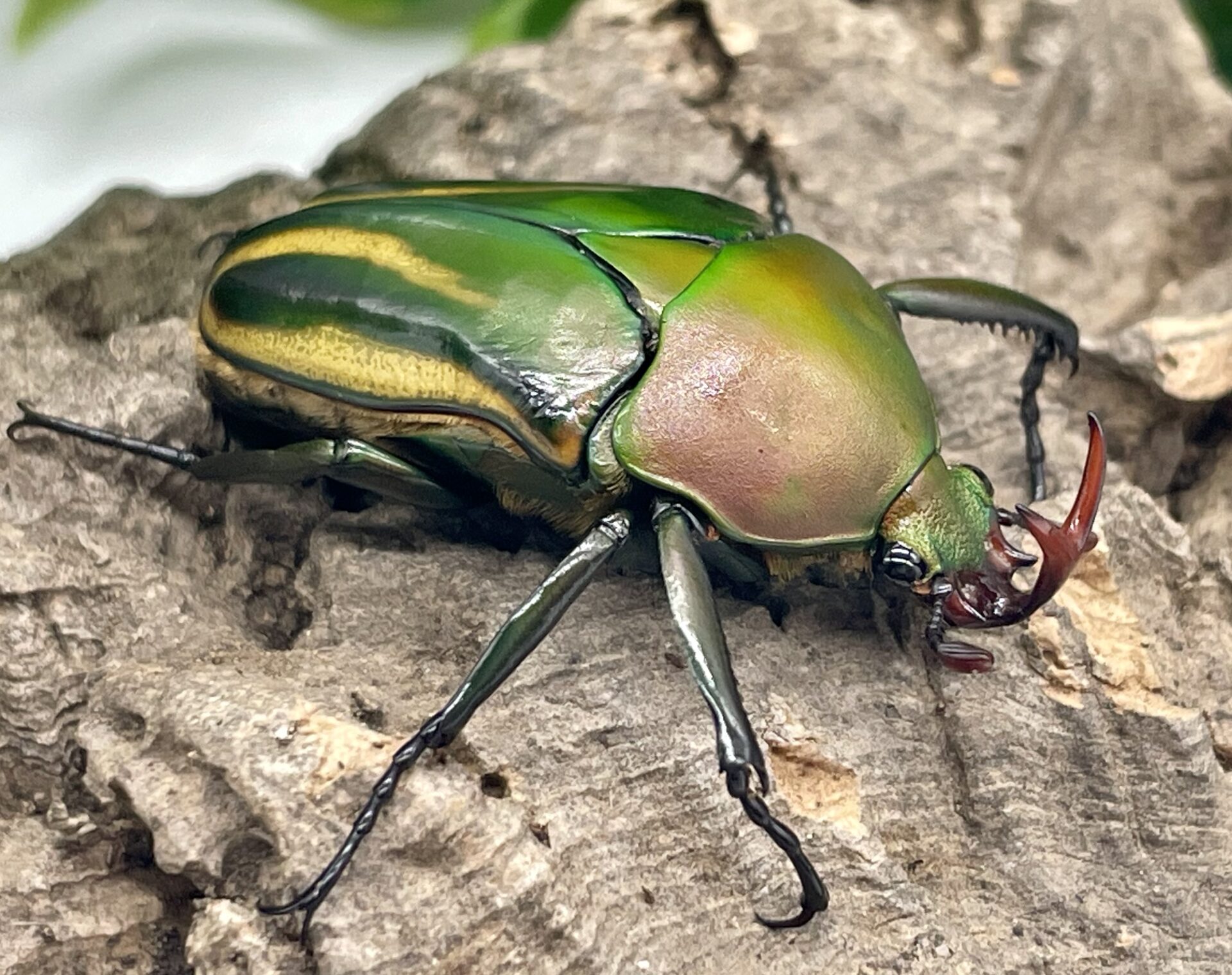 シュルツサスマタカナブン羽化！使い古しマットで完走！ | クワカブ