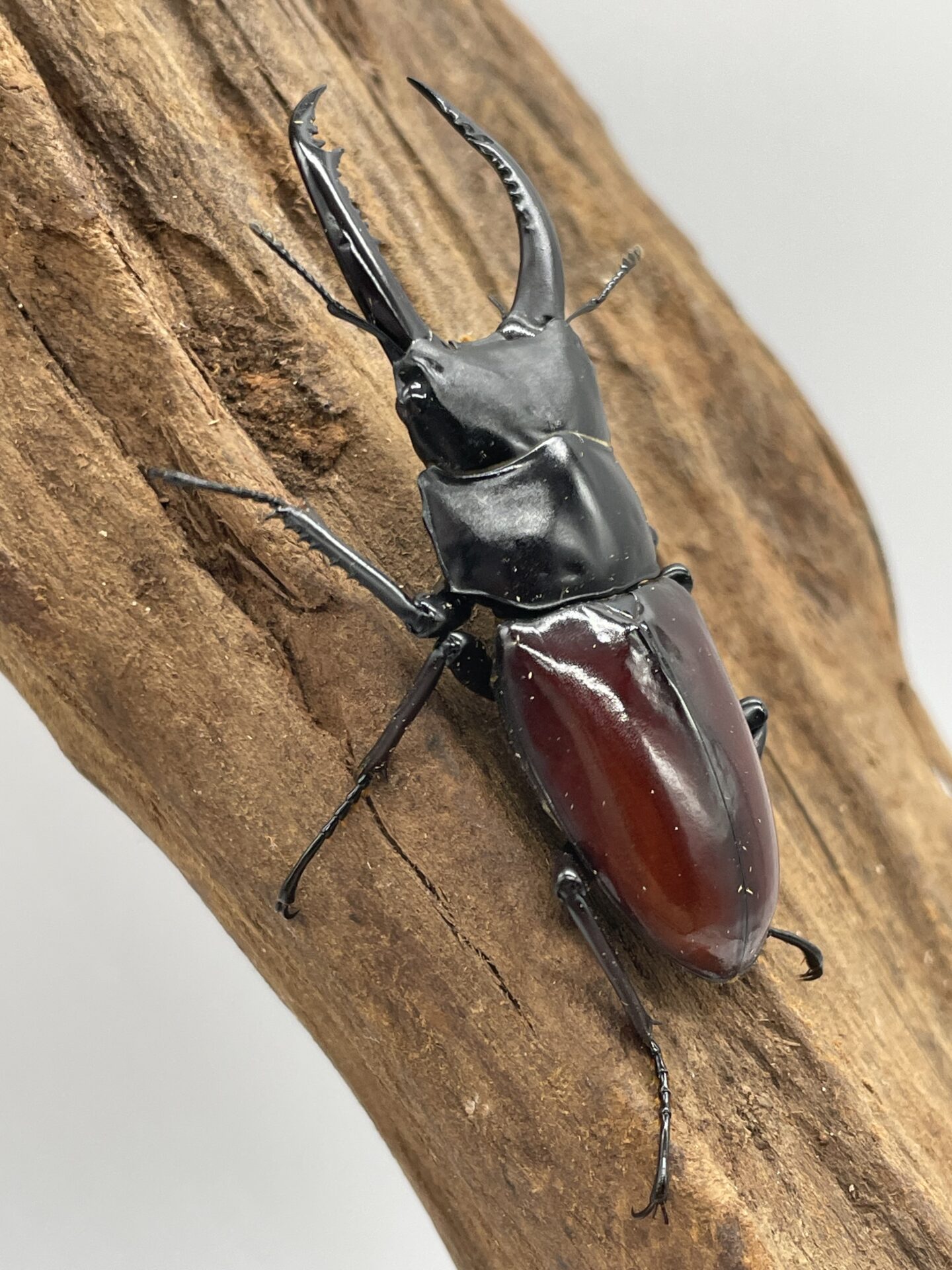 ☆ 残り僅か アローコクワssp.リエン(アローコ クワガタ リエン)1♂2♀トリオ CBF1① ☆ アローコクワ 亜種リエン ベトナム コントゥム省 休眠どうして短い