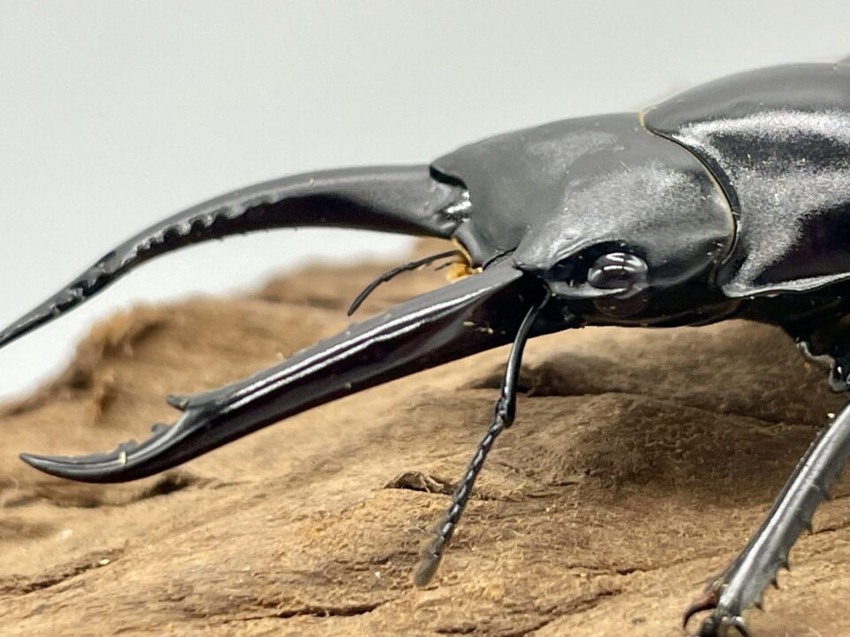 ☆ 残り僅か アローコクワssp.リエン(アローコ クワガタ リエン)1♂2♀トリオ CBF1① ☆ アローコクワ 亜種リエン ベトナム コントゥム省 休眠どうして短い