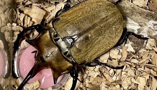 ヘラクレスオオカブト♂羽化！しかし反省ポイントも… | クワカブ飼育録 