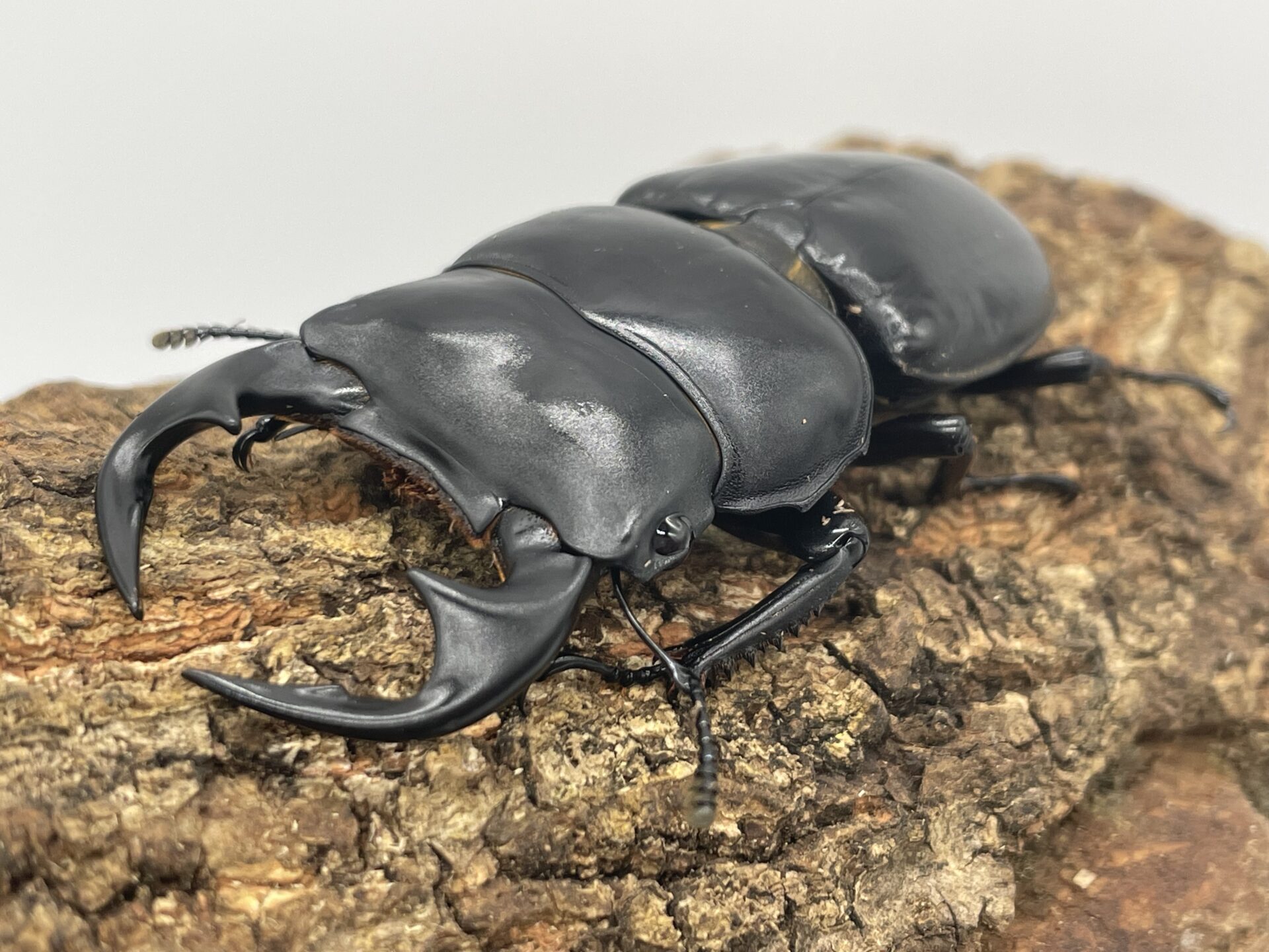 ギリギリ産まれました…アンタエウスオオクワガタ(ミャンマー、カチン産