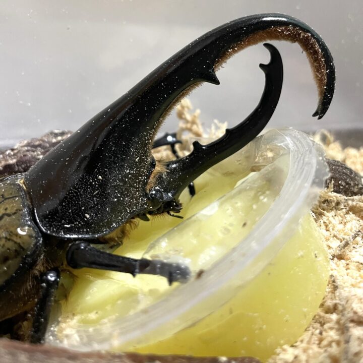 ヘラクレスオオカブト♂羽化！しかし反省ポイントも… | クワカブ飼育録 