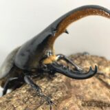 ヘラクレスオオカブト♂羽化！しかし反省ポイントも…