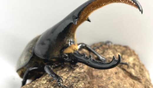 ヘラクレスオオカブト♂羽化！しかし反省ポイントも…
