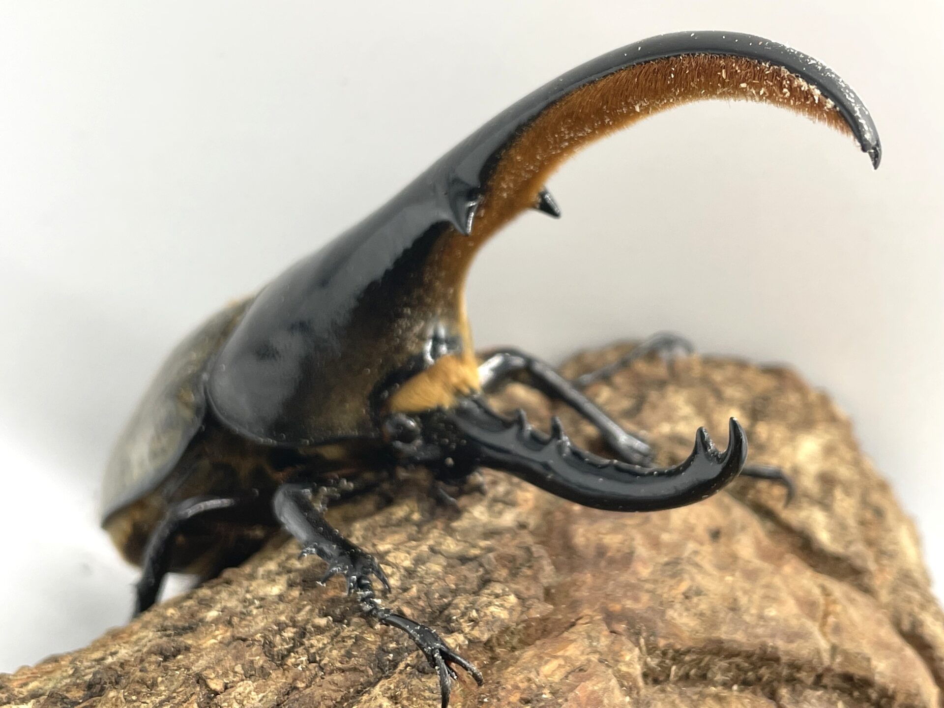 ヘラクレスオオカブト♂