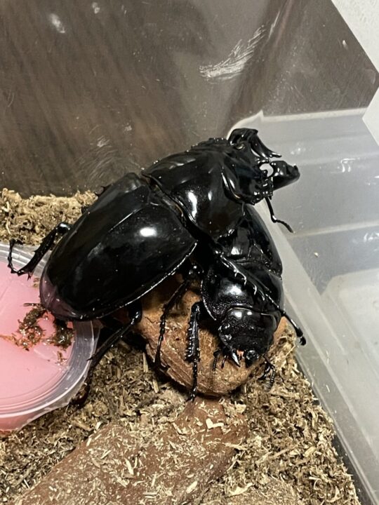 タランドゥスオオツヤクワガタブリード開始！菌床ボトル産卵成功 