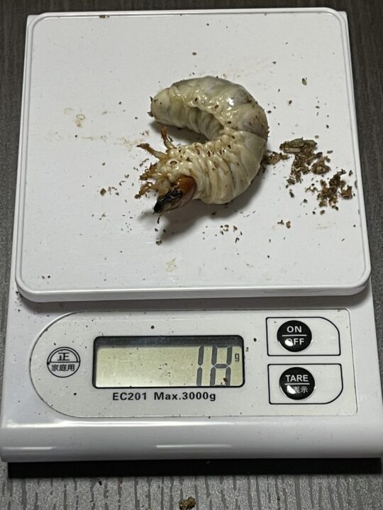 タランドゥスオオツヤクワガタブリード開始！菌床ボトル産卵成功 