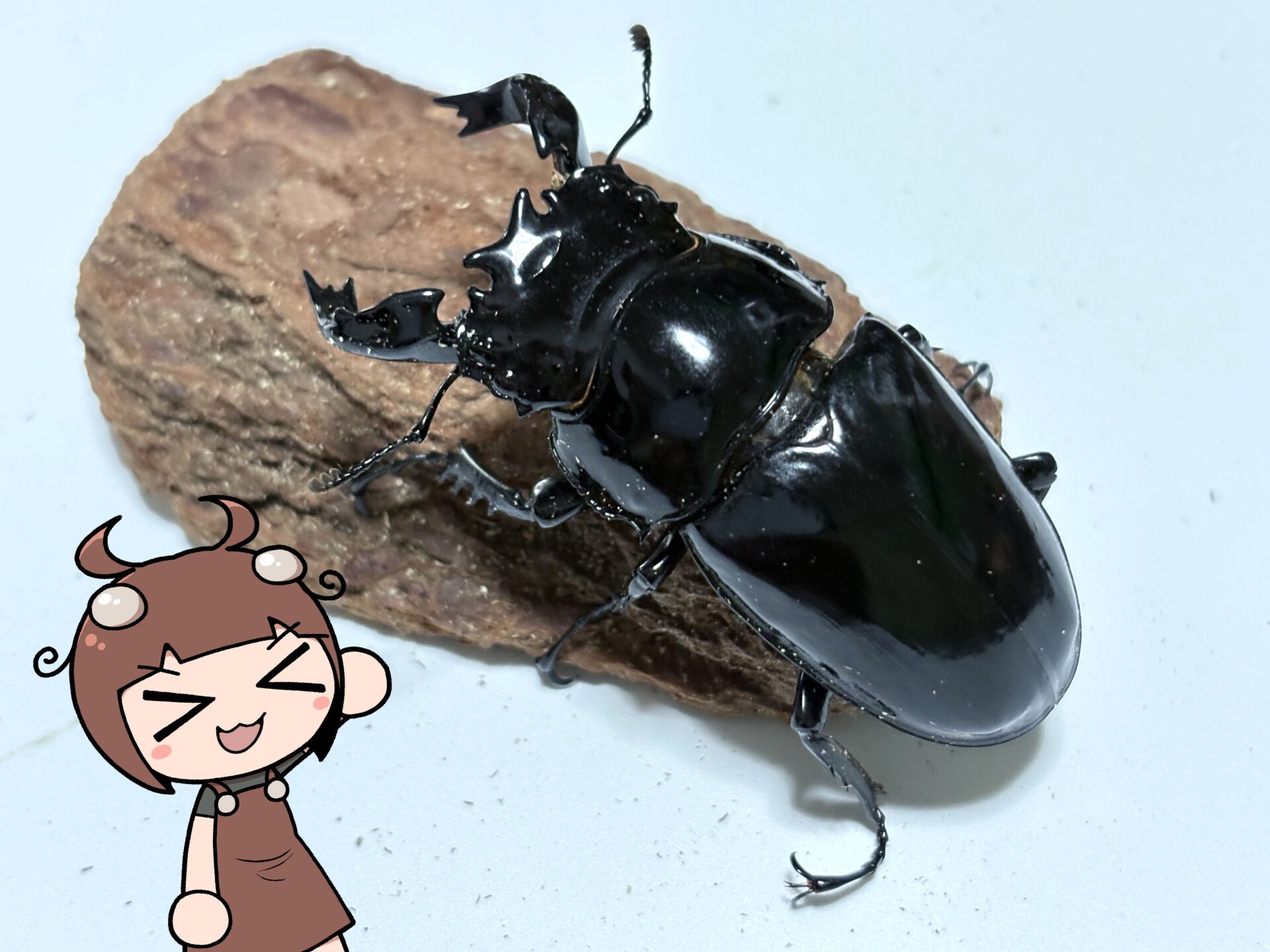 タランドゥスオオツヤクワガタブリード開始！菌床ボトル産卵成功 