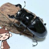 タランドゥスオオツヤクワガタブリード開始！菌床ボトル産卵成功！