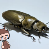 ローゼンベルグオウゴンオニクワガタ羽化！黄金×クワガタ＝最高