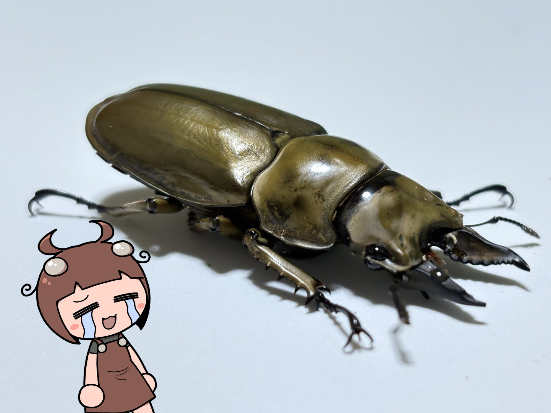 ローゼンベルグオウゴンオニクワガタ羽化！黄金×クワガタ＝最高